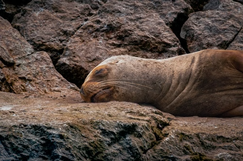 Lobo marino en Paracas